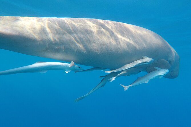 Day trip Snorkel or Dive with Dugong and Turtles - The Authentic Marine Encounter: Why This Tour Excels  