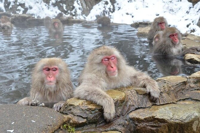 day-trip-snow-monkey-in-nagano-from-tokyo-by-bullet-train