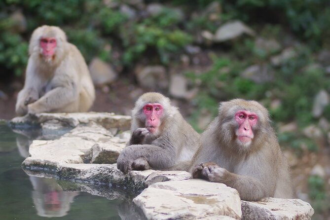 day-trip-snow-monkey-in-nagano-from-tokyo-by-bullet-train