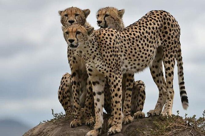 day trip tarangire - Final Thoughts: Is This Tour Worth It?