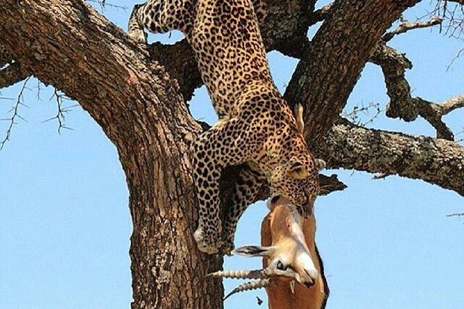 day trip tarangire - FAQ