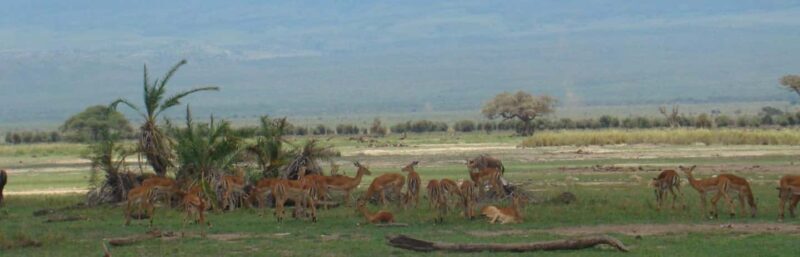 Day trip to Amboseli National park from Nairobi - Key Points