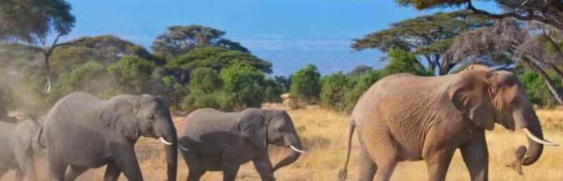 Day trip to Amboseli National park from Nairobi - An Authentic Kenyan Safari Experience