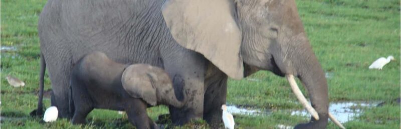 Day trip to Amboseli National park from Nairobi - Who Is This Tour Best For?