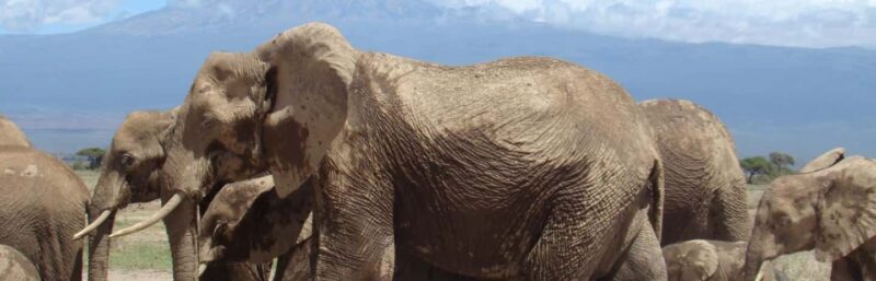 Day trip to Amboseli National park from Nairobi - Final Thoughts