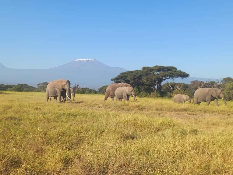 Day trip to Amboseli National park from Nairobi - Who Would Love This Tour?