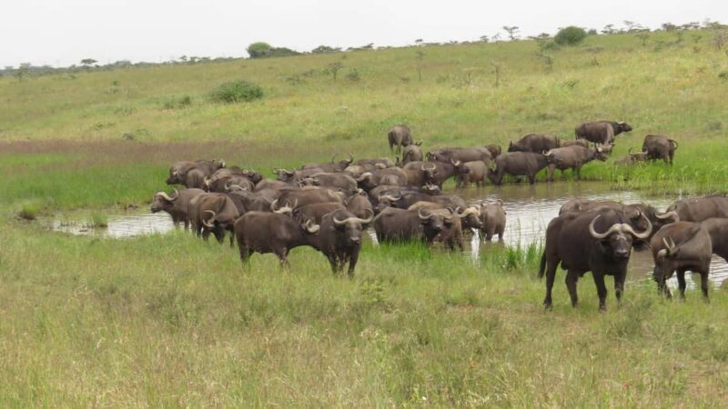 Day Trip to Amboseli National Park from Nairobi. - Day Trip to Amboseli National Park from Nairobi: An Authentic Wildlife Adventure