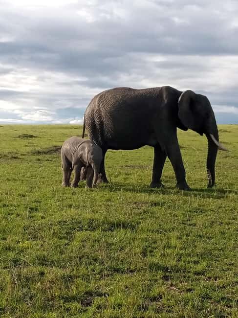Day Trip to Amboseli National Park from Nairobi. - What’s Included & What to Budget For