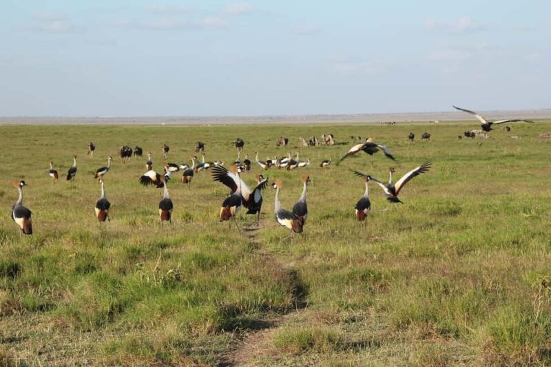 Day Trip to Amboseli National Park From Nairobi ( Private) - Why This Tour Offers Great Value
