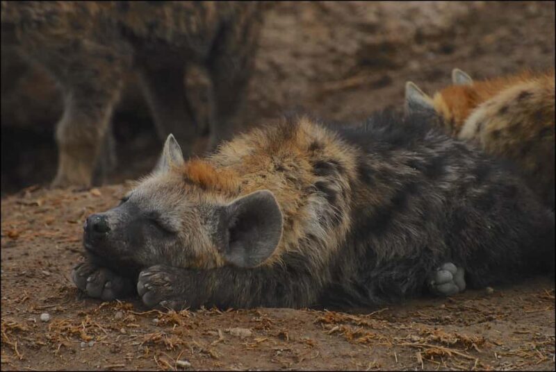 Day Trip to Amboseli National Park From Nairobi ( Private) - FAQs