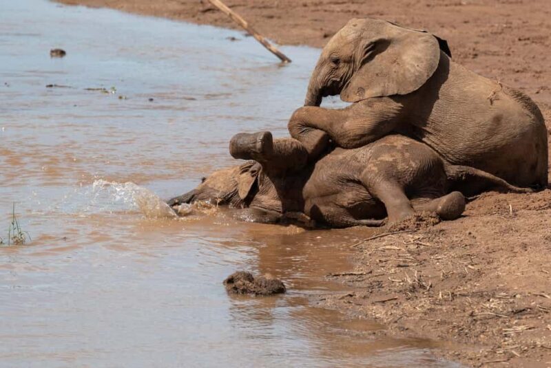 Day Trip to Amboseli National Park from Nairobi - Authentic Experiences and Review Insights
