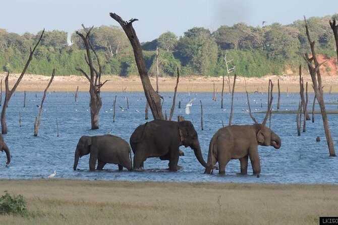 Day Trip To Anuradhapura Kingdom and Wilpattu Safari From Colombo - Who Is This Tour Best For?