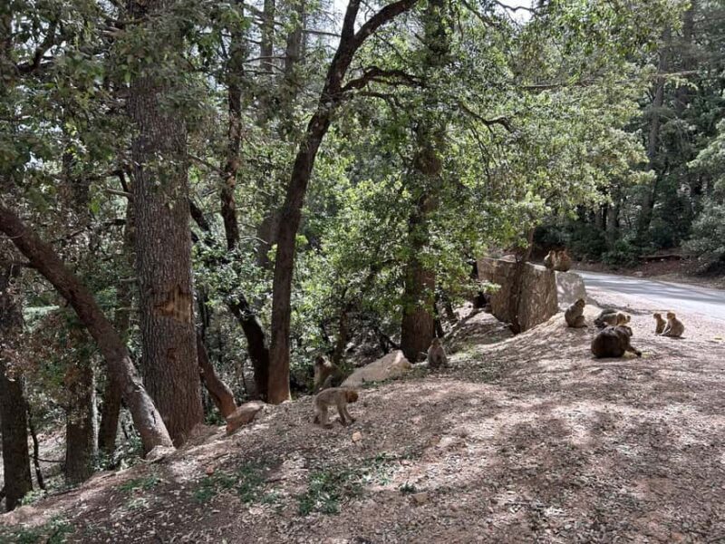 Day Trip to Atlas Mountains Cedars Forest azrou ifrane caves - Exploring the Middle Atlas: What to Expect from the Trip