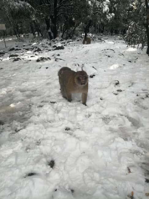 Day Trip to Atlas Mountains Cedars Forest azrou ifrane caves - FAQs