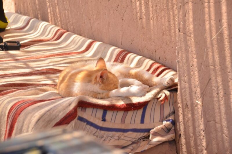 Day Trip To Atlas Mountains & Setti Fatma from Marrakech - FAQ