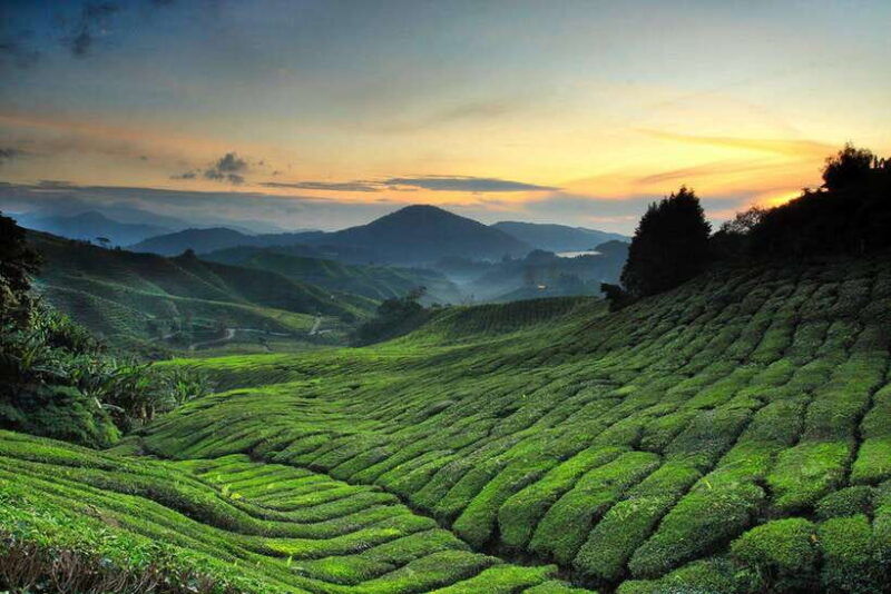 day-trip-to-cameron-highlands