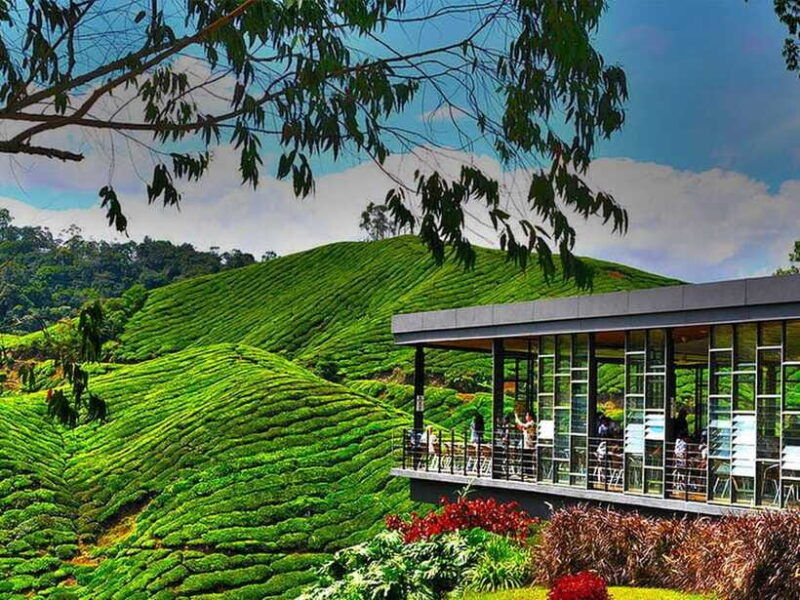 day-trip-to-cameron-highlands