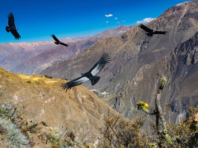 day-trip-to-colca-canyon-transfer-to-puno-with-meals