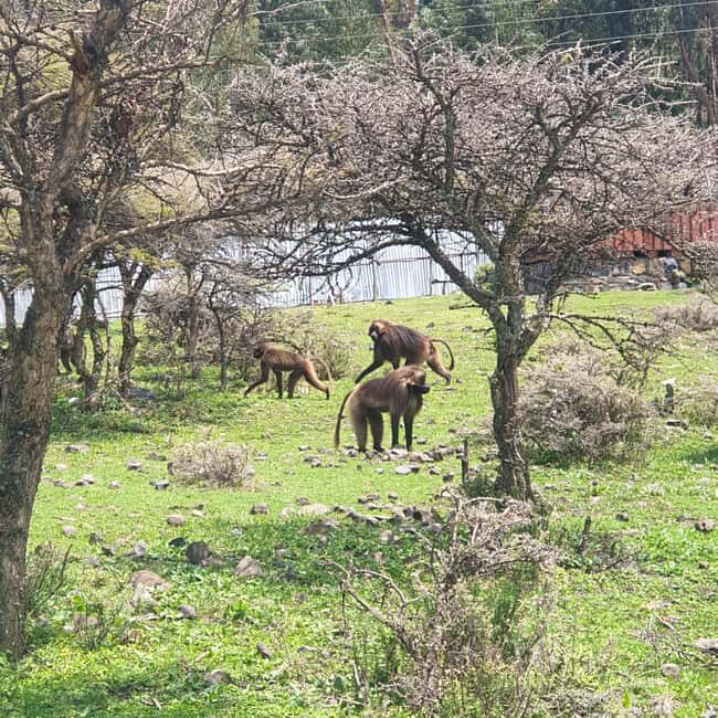 Day trip to Debre Libanose and Portuguese Bridge. - Key Points  