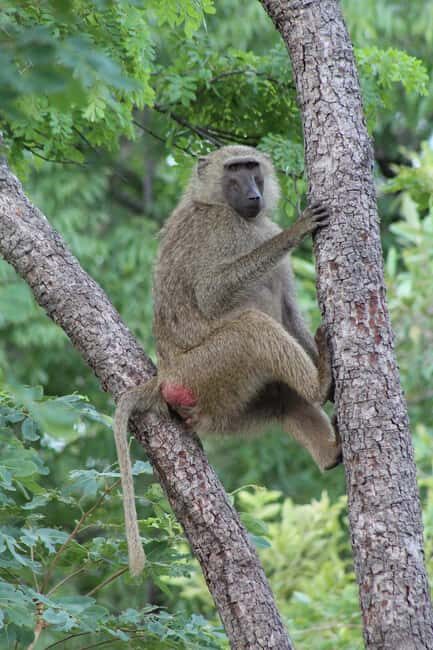 Day Trip to Dodi Island - Exploring Dodi Island: A Full Breakdown