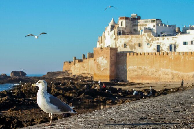 Day Trip to Essaouira from Marrakech - Key Points