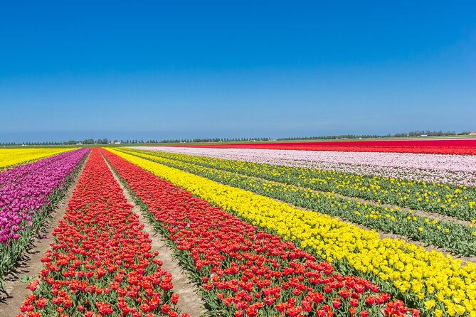 day-trip-to-famous-tulip-route-in-noordoostpolder-from-amsterdam