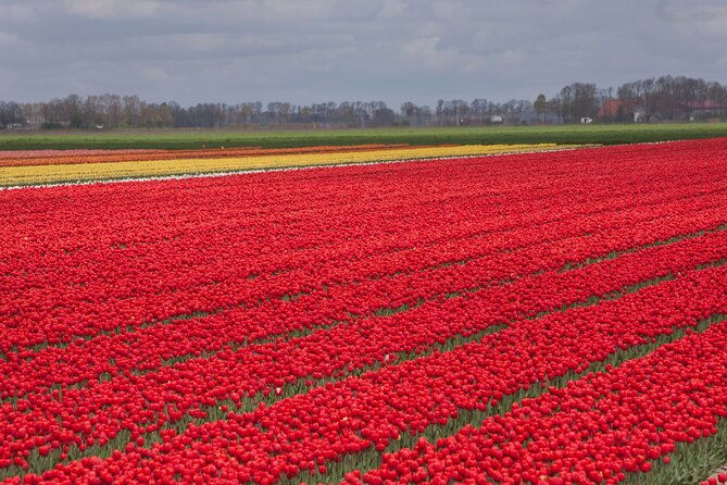 day-trip-to-famous-tulip-route-in-noordoostpolder-from-amsterdam