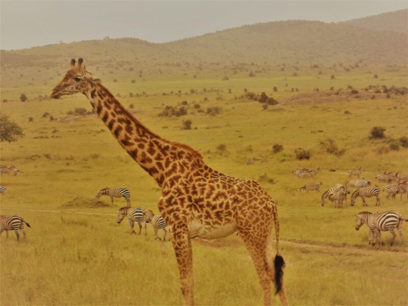 Day trip to Hells gate and Lake Naivasha - Day trip to Hells Gate and Lake Naivasha: An authentic Kenyan adventure