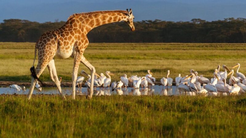 Day trip to Hells gate and Lake Naivasha - Wrapping it up