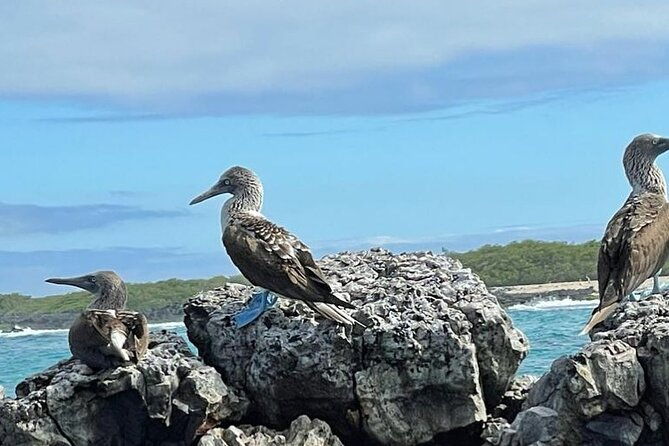 day-trip-to-isabela-island-and-tintoreras-in-galapagos