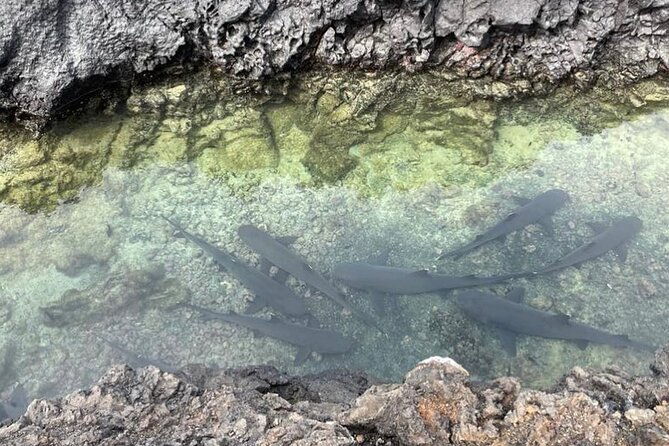 day-trip-to-isabela-island-and-tintoreras-in-galapagos