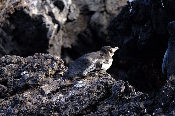 day-trip-to-isabela-island-and-tintoreras-in-galapagos
