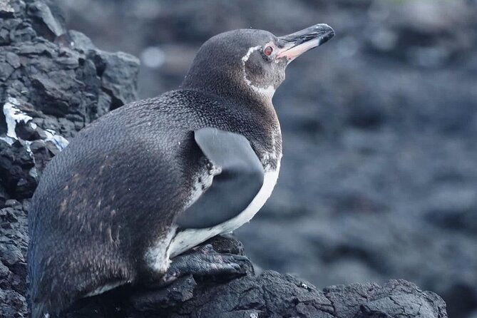day-trip-to-isabela-island-and-tintoreras-in-galapagos
