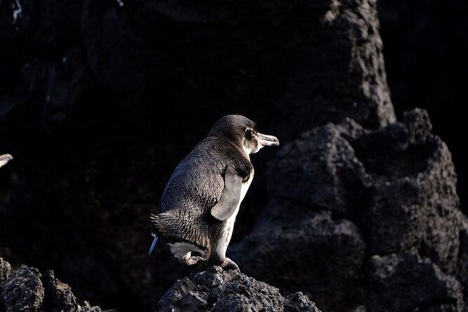 day-trip-to-isabela-island-and-tintoreras-in-galapagos
