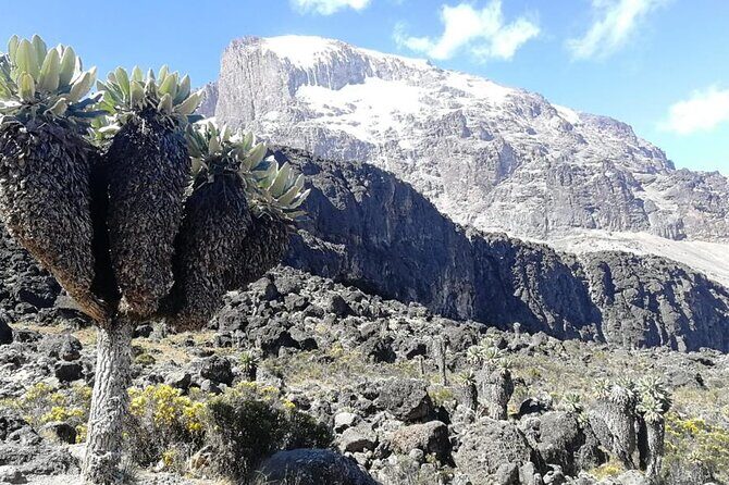 Day Trip to Kilimanjaro National Park - Practical Considerations