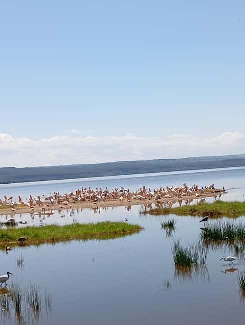 Day Trip to Lake Elementaita & Lake Naivasha from Nairobi - Key Points
