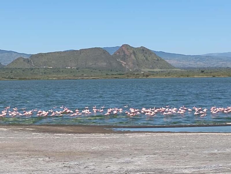 Day Trip to Lake Elementaita & Lake Naivasha from Nairobi - An In-Depth Look at the Experience