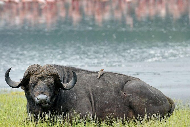 Day trip to lake Nakuru national park - An In-Depth Look at the Lake Nakuru Day Trip