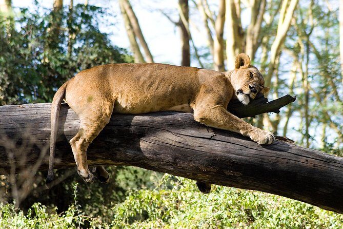 Day trip to lake Nakuru national park - The Sum Up