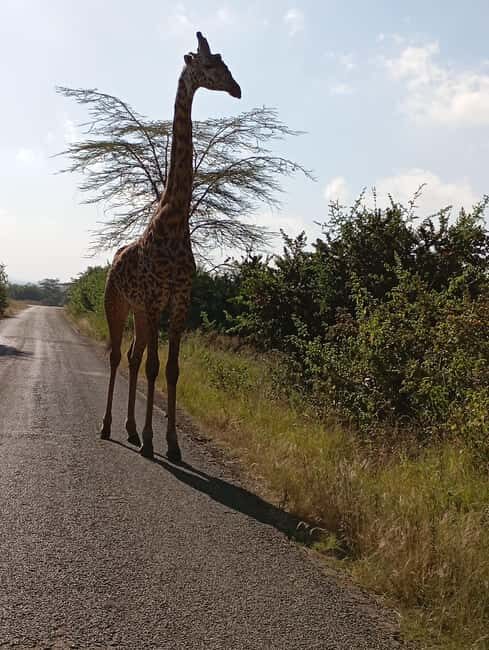 Day Trip to Lake Nakuru National Park from Nairobi - Practical Details and Tips