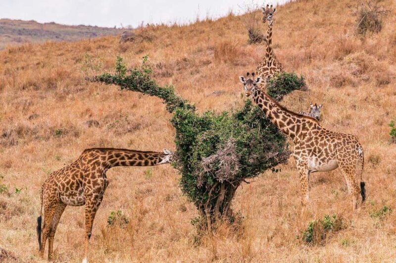 Day Trip to Lake Nakuru National Park from Nairobi - Who Is This Tour Best For?