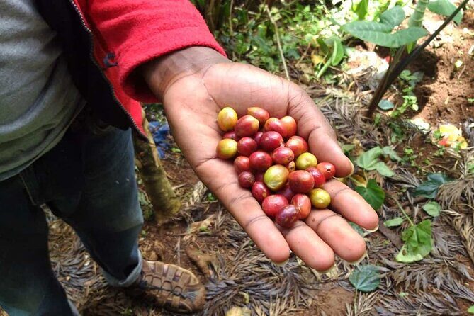Day trip to Materuni waterfall, Coffee tour and Moshi Nightlife - FAQ