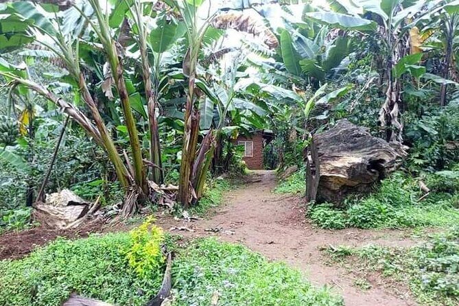 Day trip to materuni waterfalls and coffee tour - Practical Tips for Booking and Enjoying the Tour