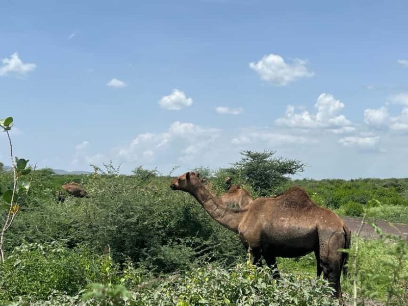 Day Trip to Melka Kunture, Adadi Maryam and Tiya - Key Points  