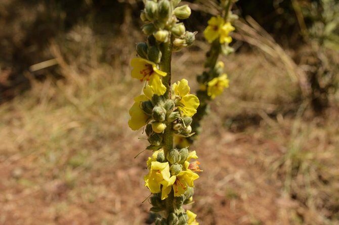 Day Trip To Menagesha Suba Forest - Pricing and Value