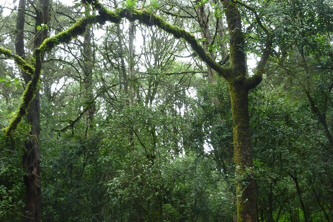 Day Trip to Menagesha Suba Forest from Addis Ababa - Key Points