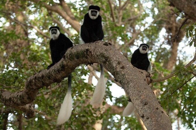 Day Trip to Menagesha Suba Forest from Addis Ababa - An Authentic Nature Escape Near Addis Ababa