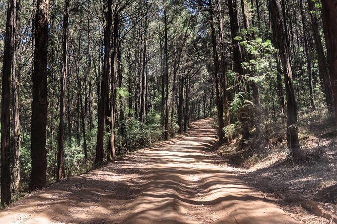 Day Trip to Menagesha Suba Forest from Addis Ababa - What Past Travelers Say