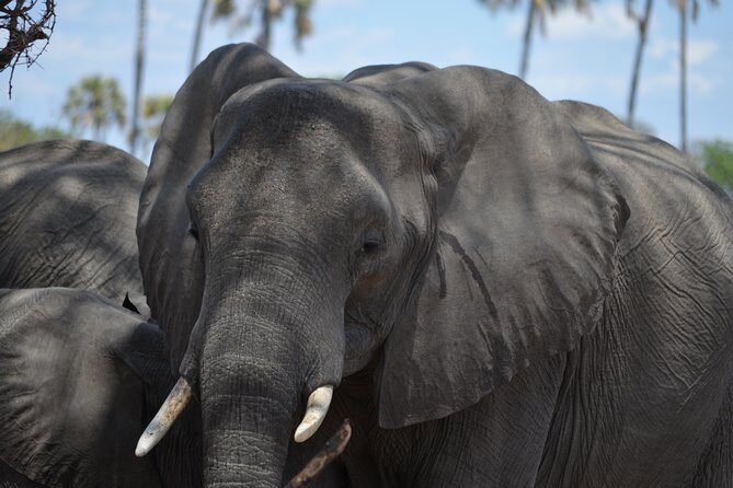 Day trip to Mikumi National Park from Dar es salaam - Who Is This Tour Best For?