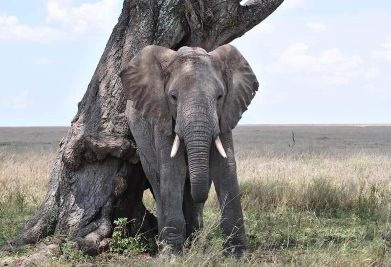 Day trip to mikumi park from Dar es salaam by luxury car - Key Points